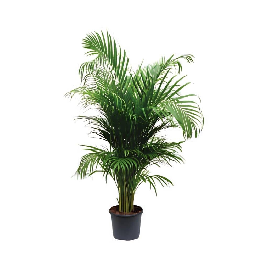 Chrysalidocarpus Lutescens (Areca palm)