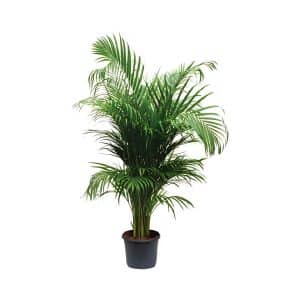Chrysalidocarpus Lutescens (Areca palm)