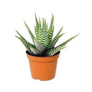 Haworthia Mix