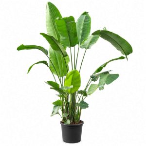 Strelitzia Nicolai