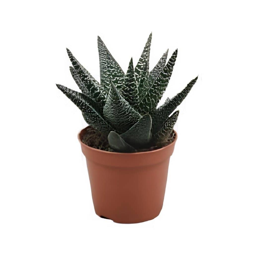 Haworthia Mix