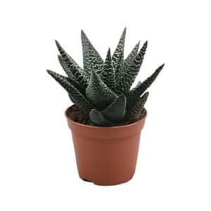 Haworthia Mix
