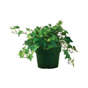 Hedera Helix ‘Wonder’