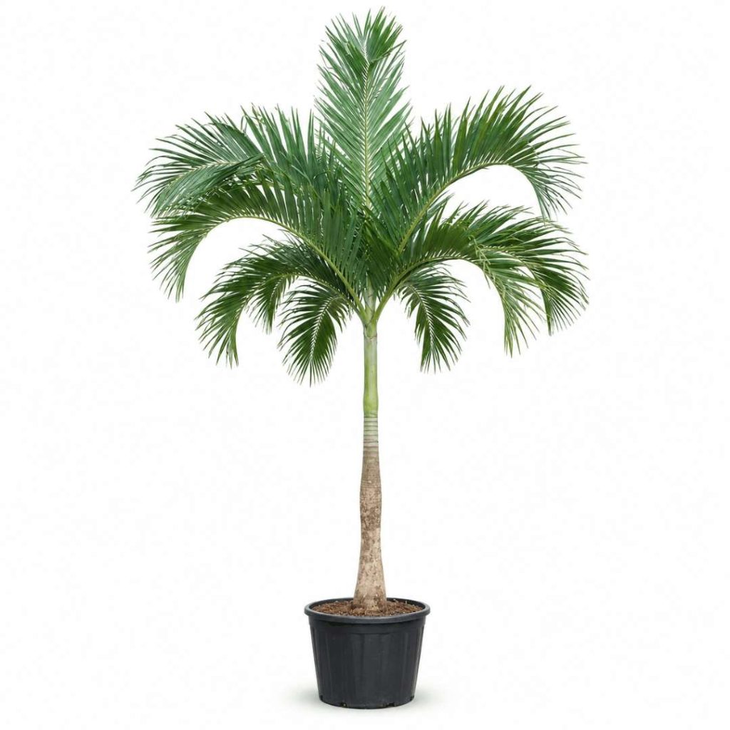 Veitchia Merrillii (Adonidia)
