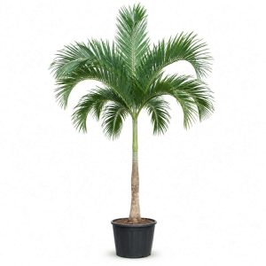 Veitchia Merrillii (Adonidia)