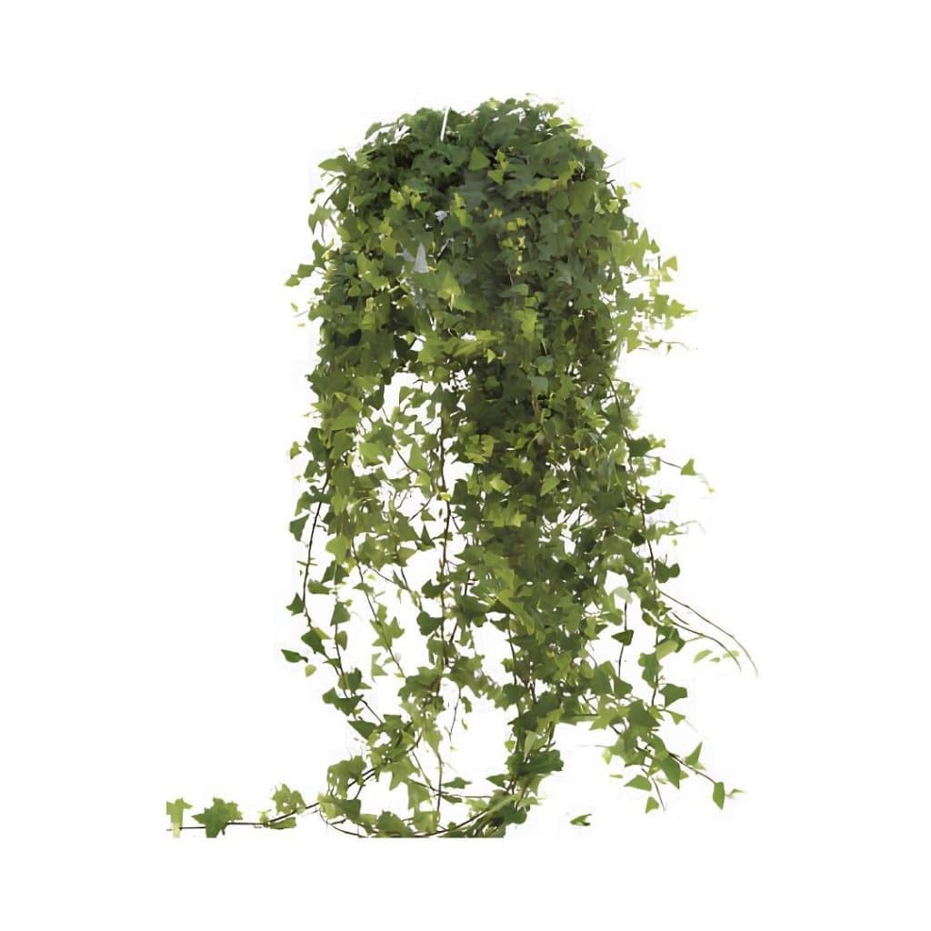 Hedera Helix ‘Wonder’