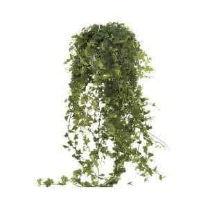 Hedera Helix ‘Wonder’