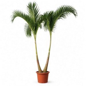 Veitchia Merrillii
