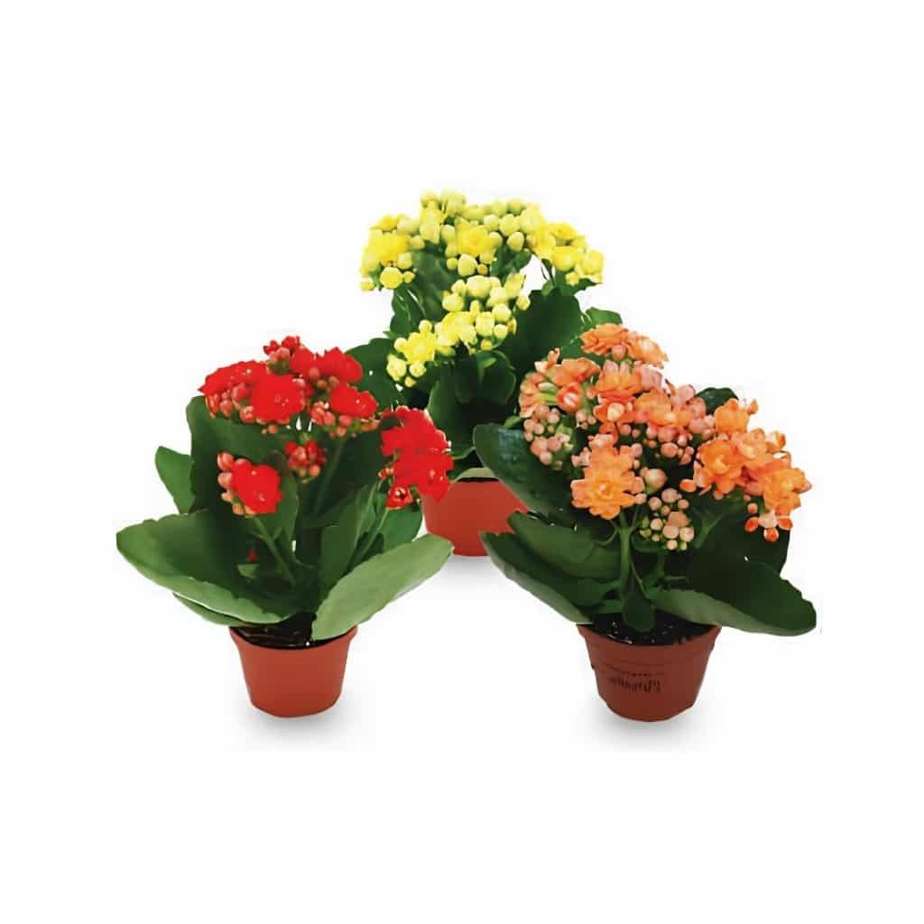Kalanchoe Blossfeldiana Mixed Colours