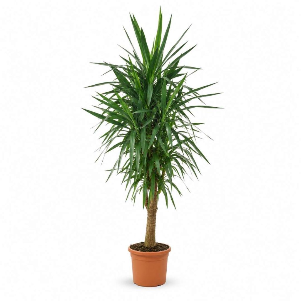 Yucca