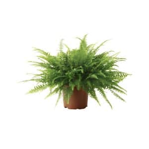Nephrolepis Exaltata ‘Green Lady’