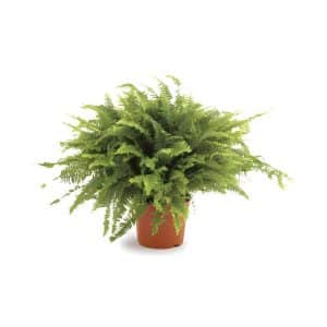 Nephrolepis Exaltata ‘Green Lady’