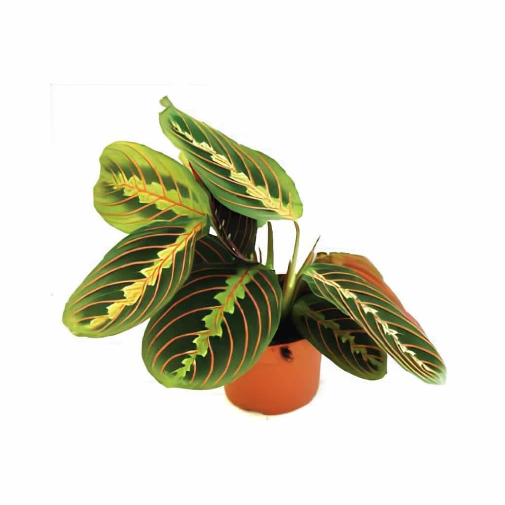 Maranta Leuconeura ‘Fascinator’