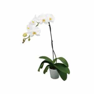 Phalaenopsis Mix Color 1-stem
