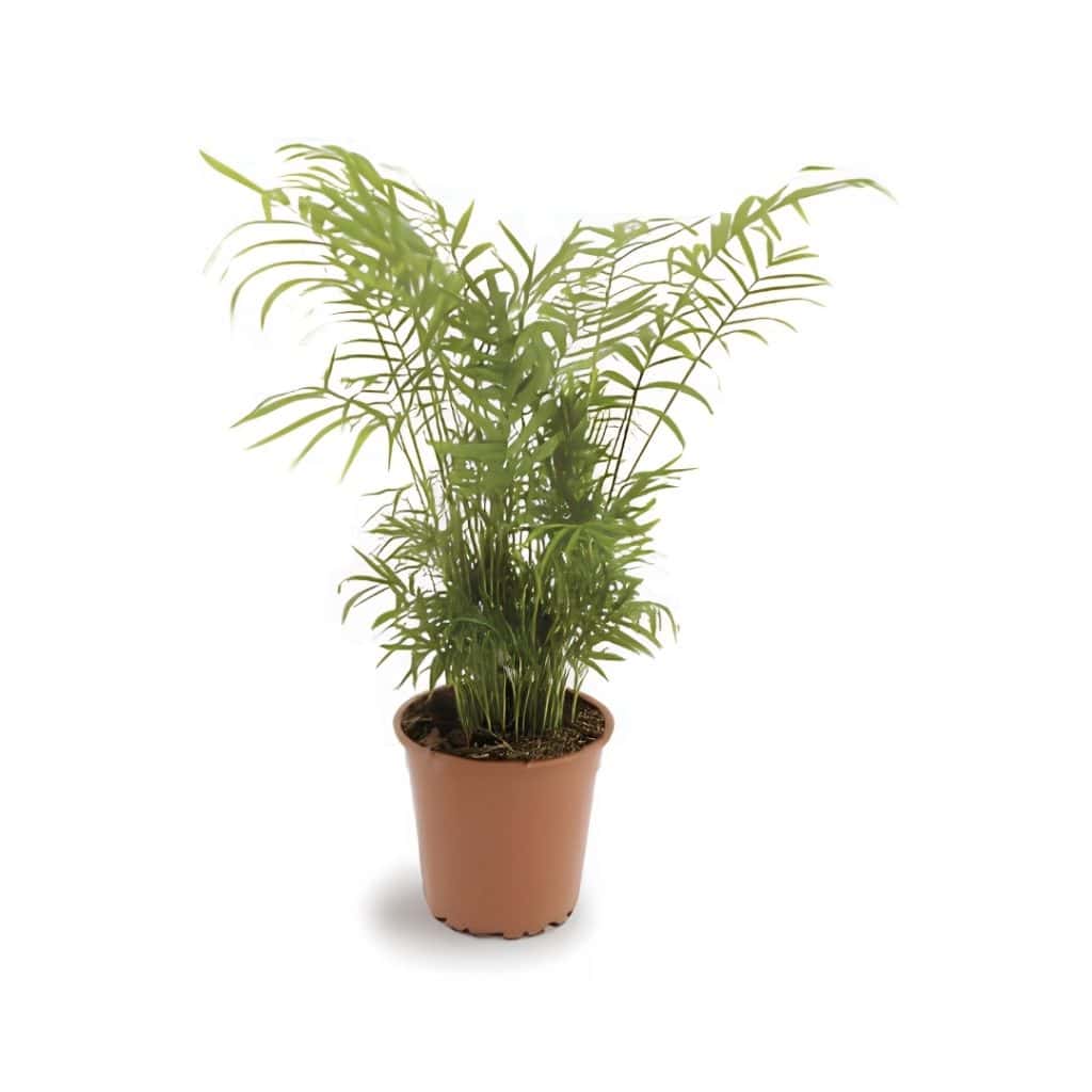 Chamaedorea Elegans (Love Palm)