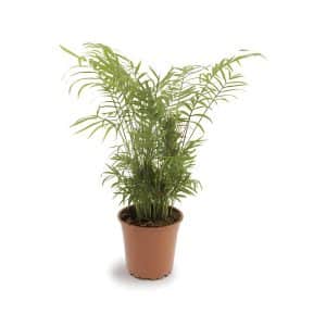 Chamaedorea Elegans (Love Palm)