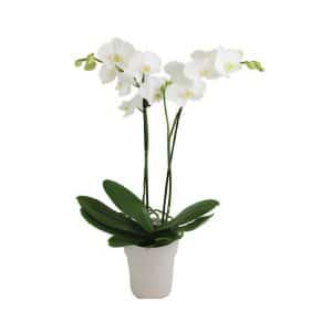 Phalaenopsis Mix Color 2-stem