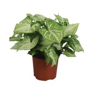 Syngonium Arrow