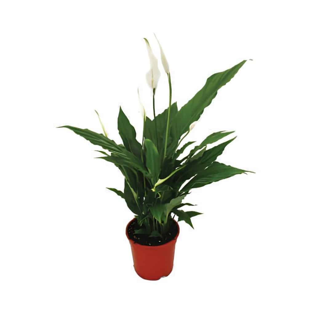 Spathiphyllum ‘Sweet Chico’