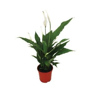Spathiphyllum ‘Sweet Chico’