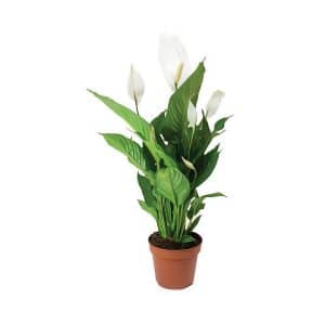 Spathiphyllum ‘Sweet Chico’