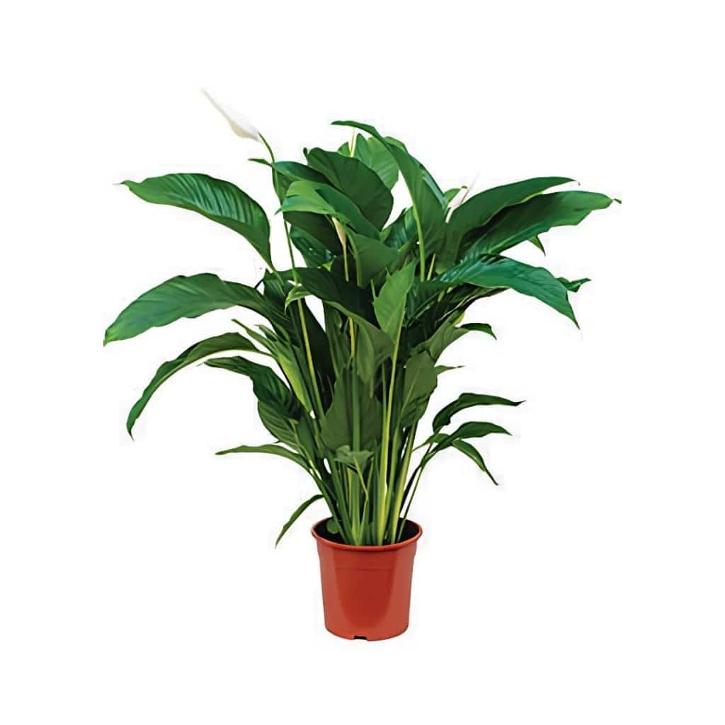 Spathiphyllum ‘Sweet Lauretta’