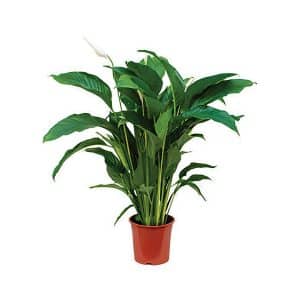 Spathiphyllum ‘Sweet Lauretta’