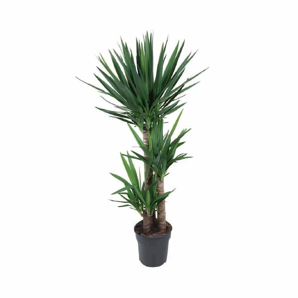 Yucca Toef