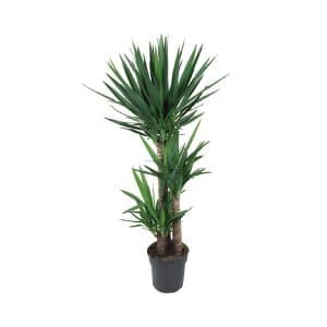 Yucca Toef