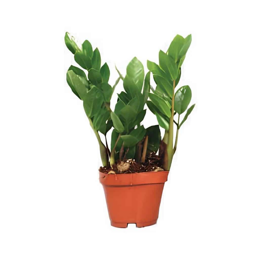 Zamioculcas Zamiifolia