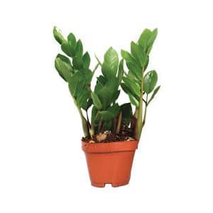 Zamioculcas Zamiifolia