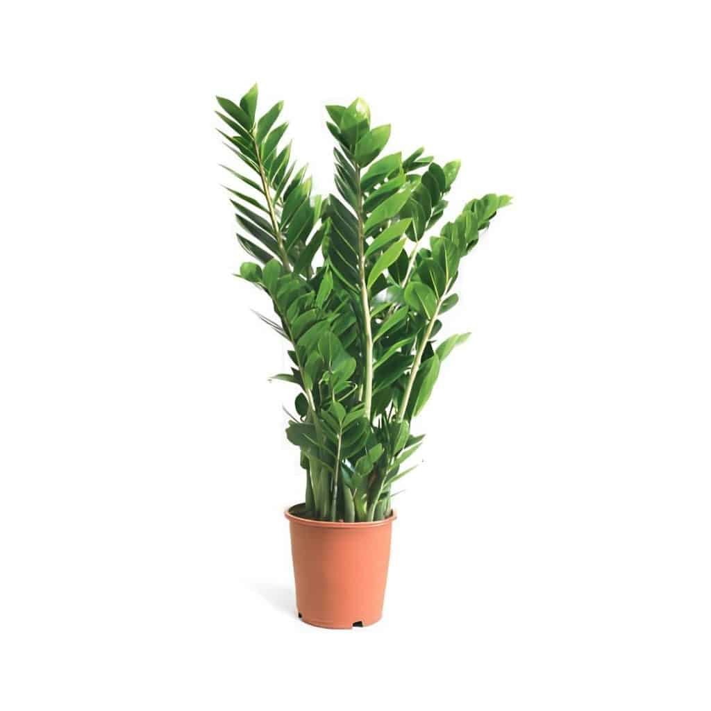 Zamioculcas Zamiifolia