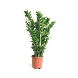 Zamioculcas Zamiifolia
