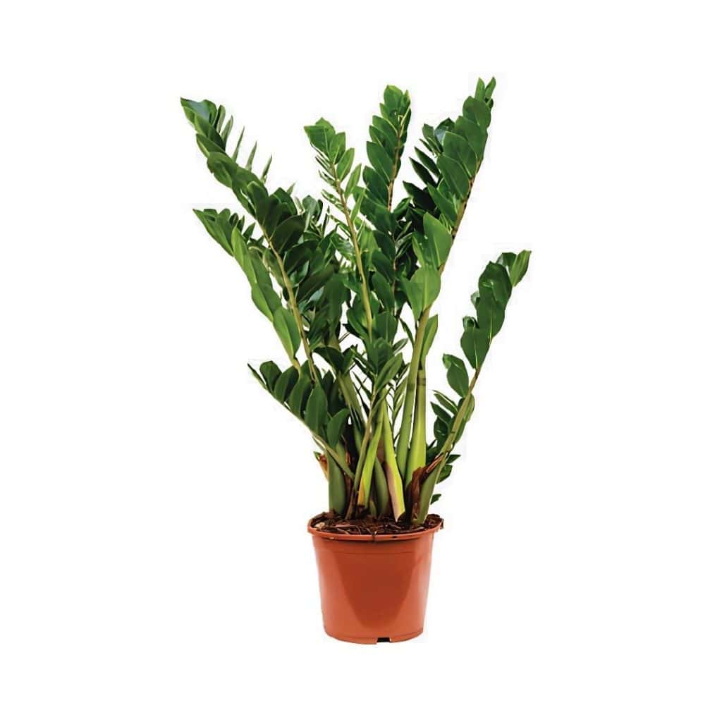 Zamioculcas Zamiifolia