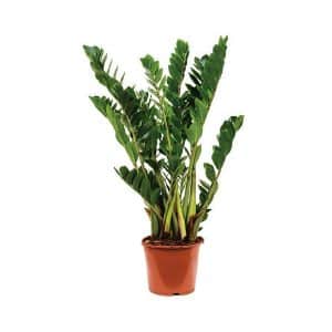 Zamioculcas Zamiifolia