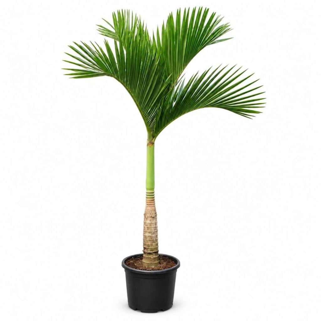 Areca Catechu Dwarf