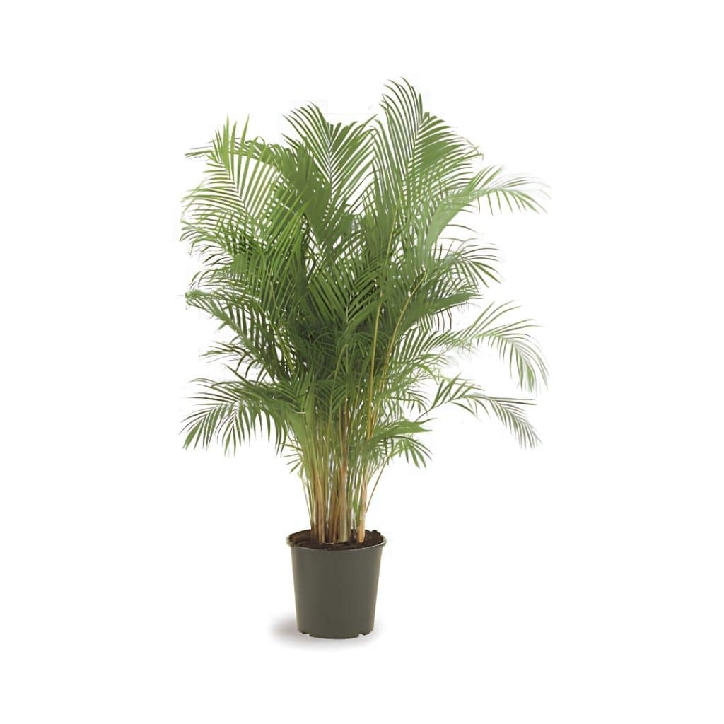 Chrysalidocarpus Lutescens (Areca palm)