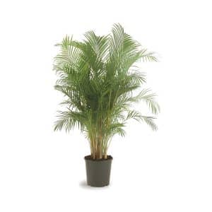 Chrysalidocarpus Lutescens (Areca palm)