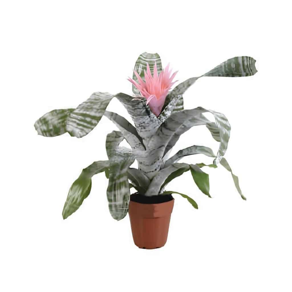 Aechmea Fasciata ‘Primera’