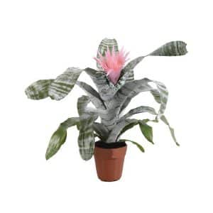 Aechmea Fasciata ‘Primera’