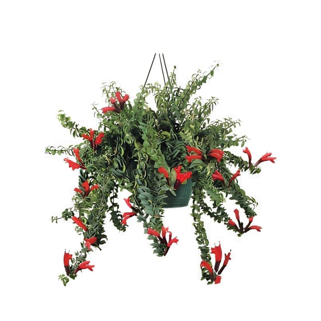 Aeschynanthus ‘Twister’