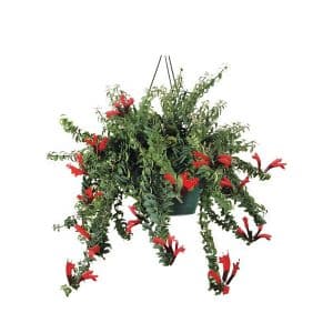 Aeschynanthus ‘Twister’