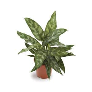Aglaonema Commutatum ‘Maria’