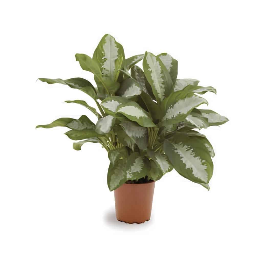 Aglaonema ‘Pattaya Beauty’