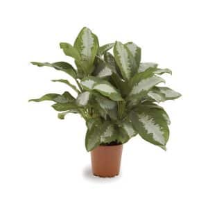 Aglaonema ‘Pattaya Beauty’