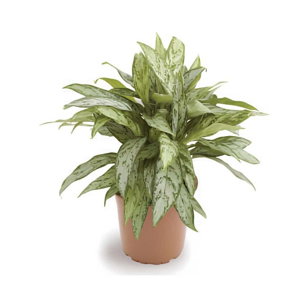 Aglaonema ‘Silver Queen Compact’