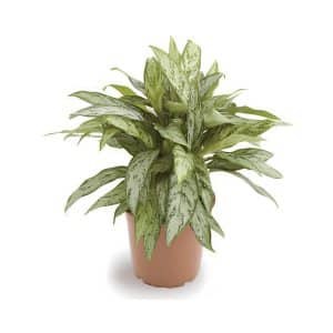 Aglaonema ‘Silver Queen Compact’