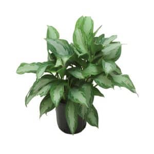 Aglaonema ‘Silver Bay’