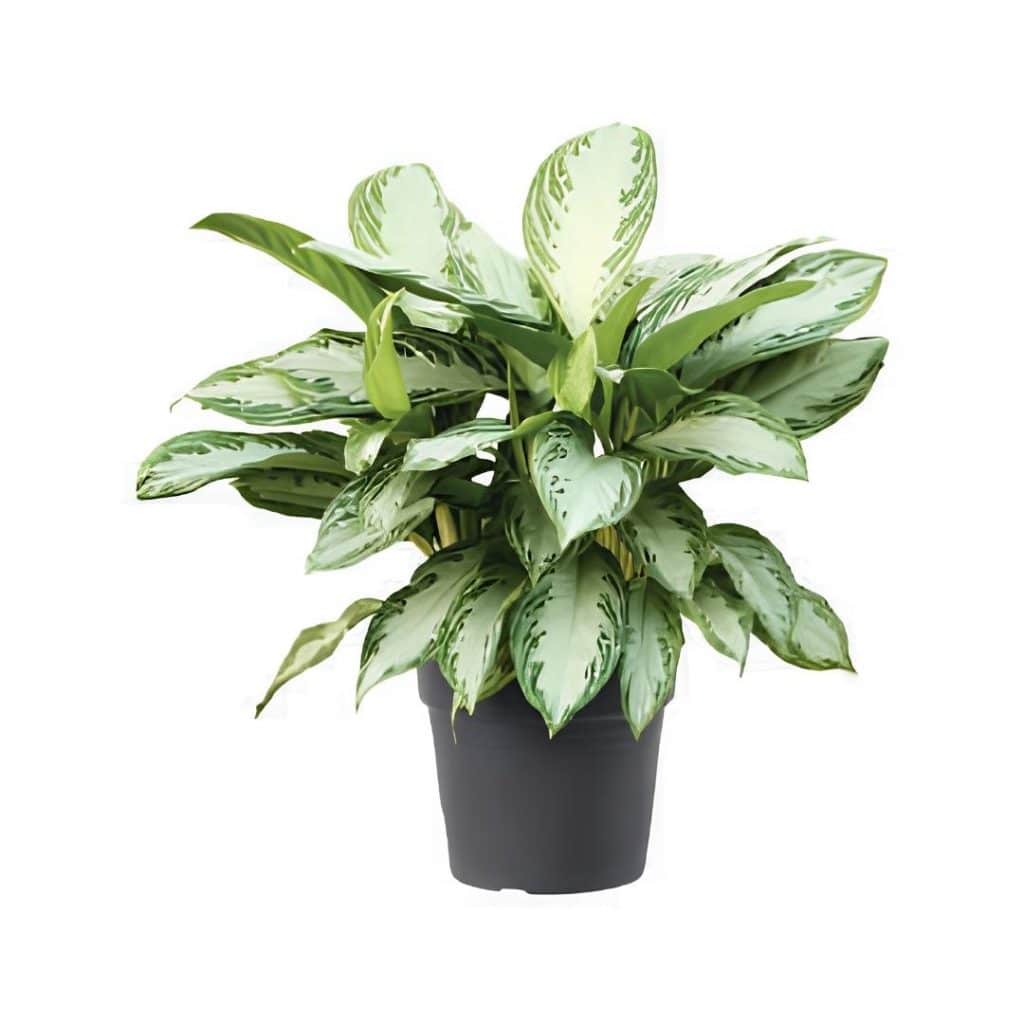 Aglaonema ‘Silver Bay’
