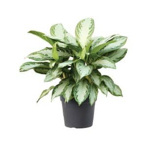 Aglaonema ‘Silver Bay’